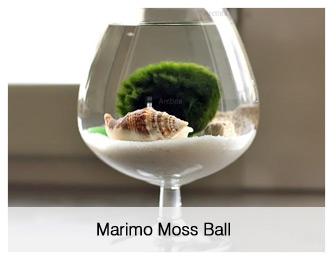 Marimo Moss Ball