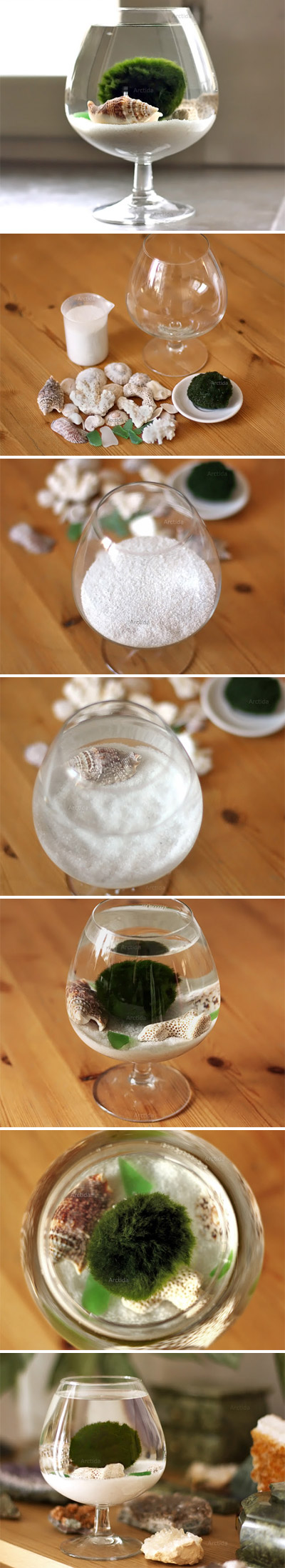Marimo moss ball mini aquarium with sea treasures