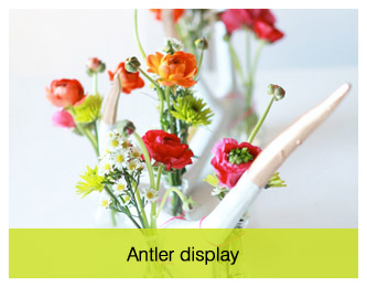 antler display