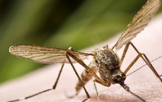 Natural way to get rid of bugs in your home