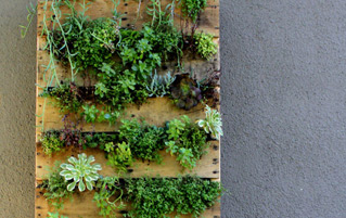 vertical garden